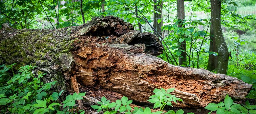 W poniedziałek 21 marca obchodzimy Międzynarodowy Dzień Lasów