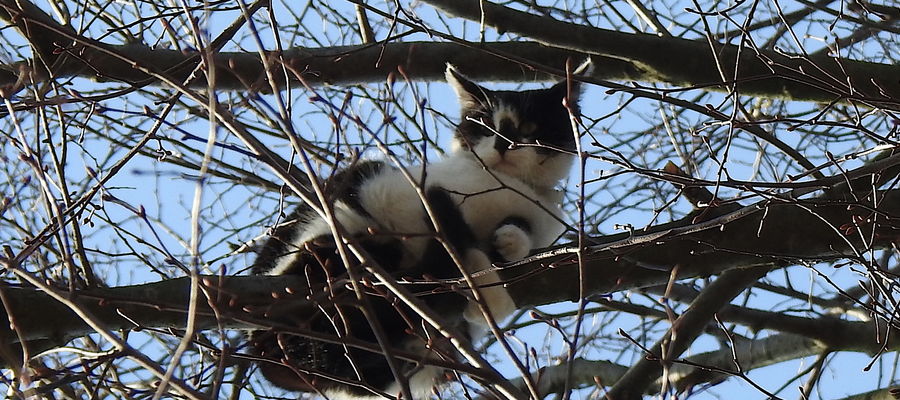 Kociak siedem dni siedział na gałęzi wysokiego drzewa