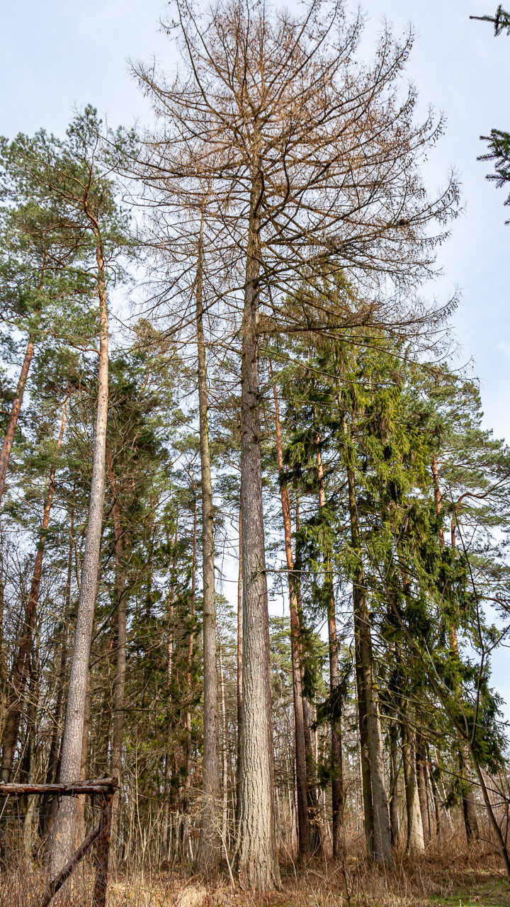 Modrzew europejski - jeden z pięciu uznanych za pomnik przyrody w leśnictwie Skorupki (Nadleśnictwo Giżycko)