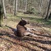 Łoś wędrownik z Elbląga jest już w lesie [VIDEO]