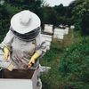 Pszczelarze mogą już ubiegać się o wsparcie finansowe
