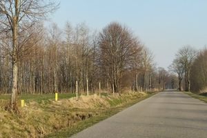 Powiat braniewski: Nasadzenia drzew w pasie drogowym