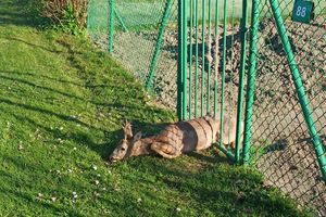 Braniewo: Koziołek utknął między szczeblami ogrodzenia