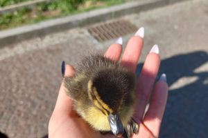 Braniewo: Uratowały małe kaczątko