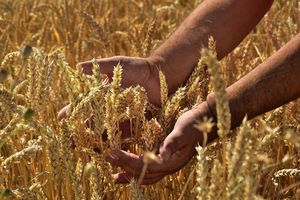 Ceny żywności ze zbóż będą rosły, jeśli nie zmieni się sytuacja w Ukrainie