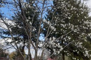 Pod Olsztynem kwitną magnolie