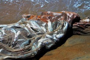 Posłanka PSL walczy o stan ryb w Wielkich Jeziorach Mazurskich. Chce ograniczenia odłowów sieciowych