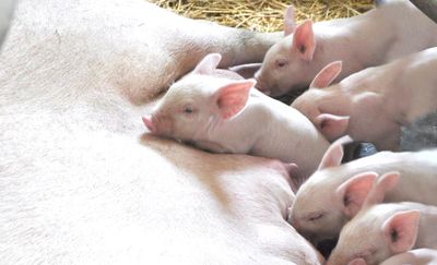 Rusza nabór wniosków o pomoc dla producentów świń
