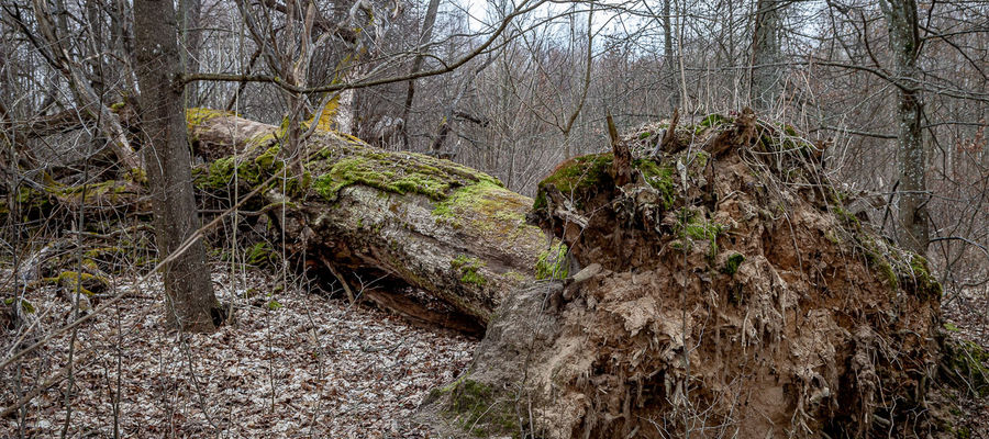 Morsztyn 330 lat, obwód 470 cm - po zimie 2020/2021 przyroda powaliła drzewo na ziemię, ale morsztyn nadal jest pomnikiem