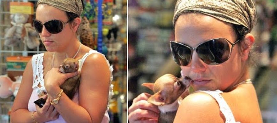 Britney Spears i chihuahua