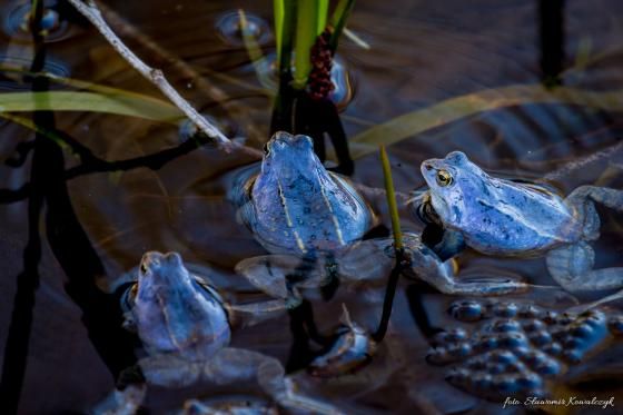 Po godach samce żaby moczarowej tracą niebieskawy kolor i znów są zwykłymi żabami