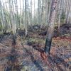 Liczne pożary w elbląskich lasach