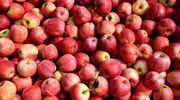 Wsparcie dla producentów jabłek