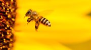 Coraz więcej pszczół w Polsce
