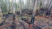 Pożary w elbląskich lasach