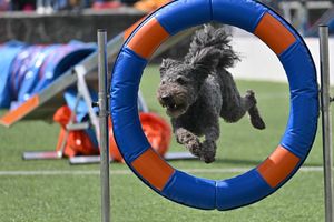 I Mazurskie Zawody Agility w Olecku [FOTORELACJA]