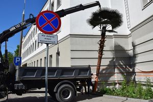 Nowa palma przy starostwie w Olsztynie