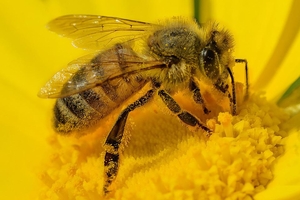 Pszczoły to życie — pamiętajmy o tym na co dzień
