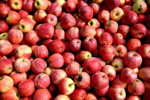 Wielu chętnych do udziału w programie wsparcia dla producentów jabłek