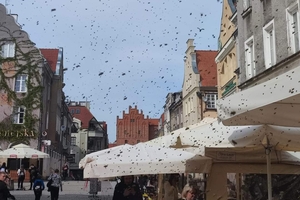  Inwazja pszczół na starówce w Olsztynie