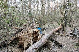 Miasto będzie sprzątać pozostałości po wichurach z lutego do końca roku. Las Miejski w Olsztynie może być niebezpieczny