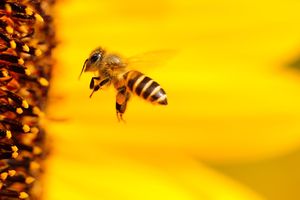KOWR: coraz więcej pszczół w Polsce - ich wartość, jako zapylaczy dla ekosystemu, to ok. 5 mld zł