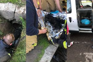 Powiat olsztyński: Strażacy uratowali psa, który utknął w rurze [ZDJĘCIA]