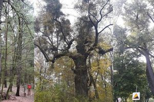 Zielony Olsztyn zabierze mieszkańców Olsztyna na spacer do drzew zgłoszonych na pomniki przyrody