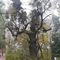 Zielony Olsztyn zabierze mieszkańców Olsztyna na spacer do drzew zgłoszonych na pomniki przyrody