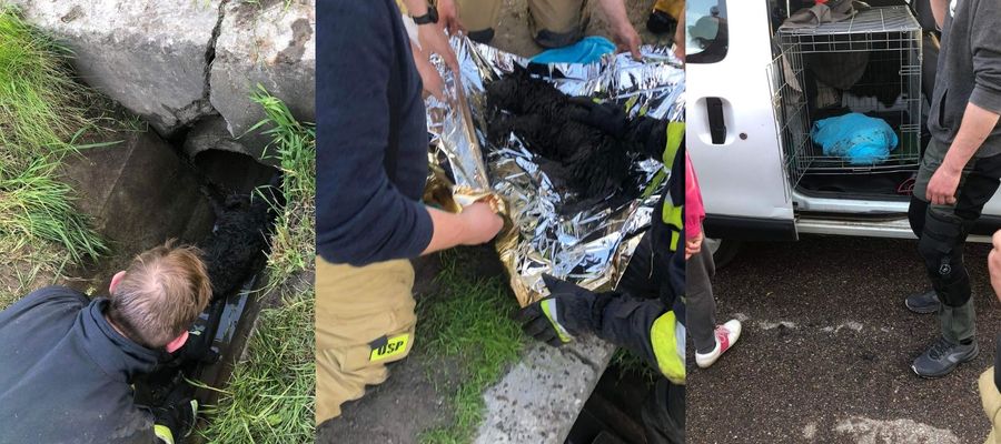 Strażacy uratowali psa uwięzionego w rurze