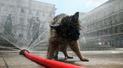Przez upały do lecznic trafia coraz więcej psów z udarami cieplnymi