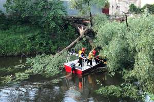  Rzeka Pasłęka: Drzewo przewróciło się do rzeki
