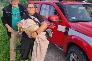OTOZ Animals w Braniewie razem z druhami OSP Braniewo uratowali rannego bociana
