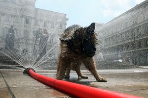 Przez upały do lecznic trafia coraz więcej psów z udarami cieplnymi