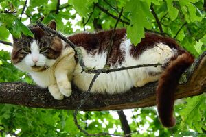 Zostawcie kota na drzewie, on jest tu szczęśliwy - mówią wolontariuszki z Bartoszyc