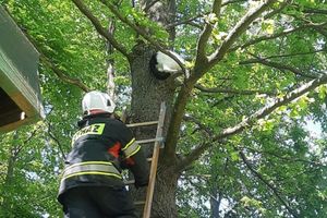 Strażacy ze Stawigudy pod Olsztynem uratowali kota, który utknął na drzewie
