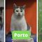 Nie kupuj, adoptuj - kochające czworonogi ze schroniska w Olsztynie polecają się do adopcji 