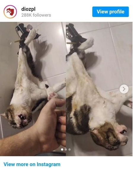 Takie zdjęcia opublikował w sieci zwyrodnialec, który znęcał się nad kotem