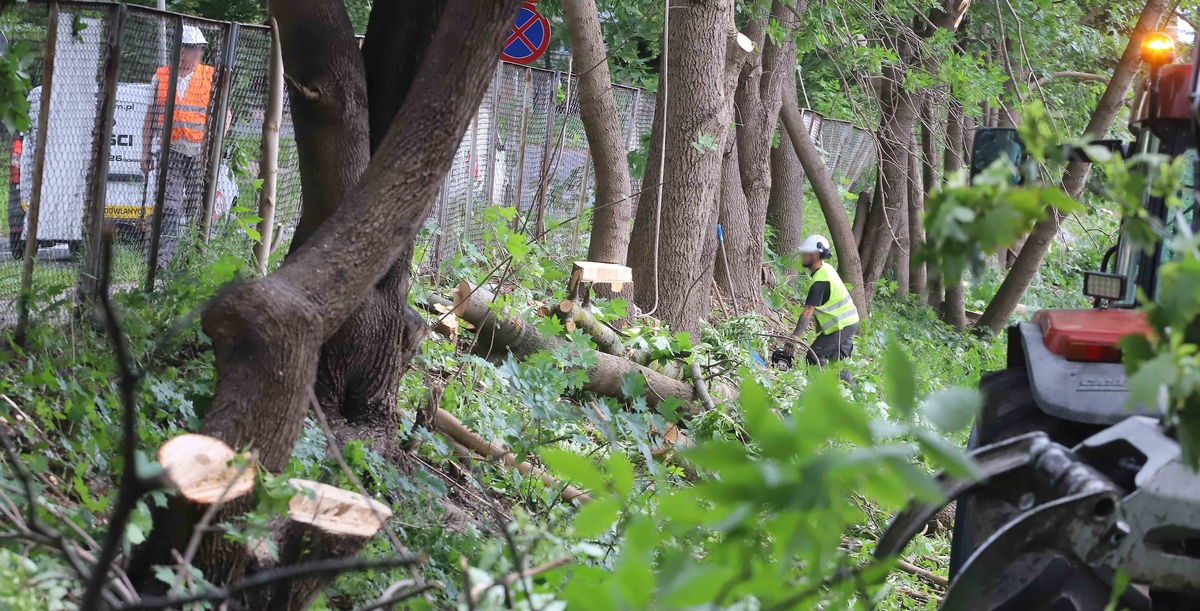 Drwale wycięli kolejne kilkanaście drzew w Olsztynie