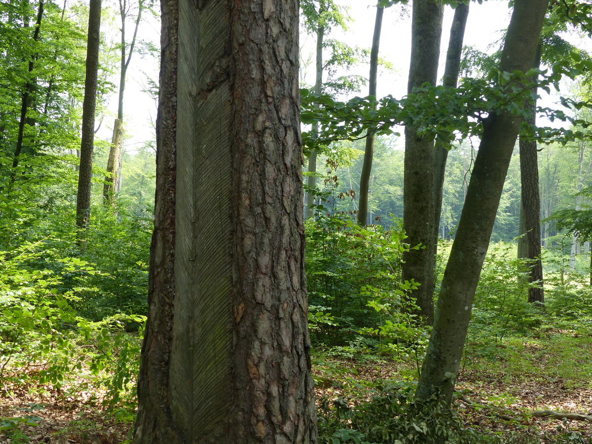 Żywicowanie, które widać na tym drzewie, to proces pozyskiwania żywicy (głównie z sosny zwyczajnej). Polega to na nacinaniu kory i zbiorze wycieku do specjalnych pojemników. W Polsce żywicowania zaprzestano w 1994 r.