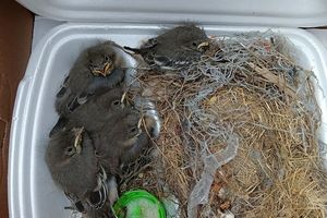 Elbląg: Strażnicy miejscy ratują ranne ptaki