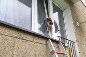 Braniewo: Kot utknął w oknie. Z pomocą ruszyli strażacy
