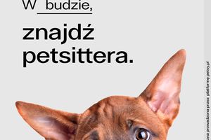 Polacy są mistrzami w... porzucaniu psów. Ruszyła kampania świadomościowa Petsy