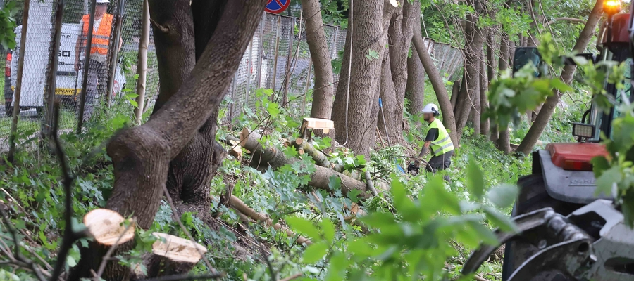 Drwale wycięli kolejne kilkanaście drzew w Olsztynie