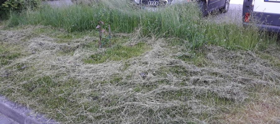 Trawnik przy al. 3 Maja w Giżycku został tylko częściowo skoszony