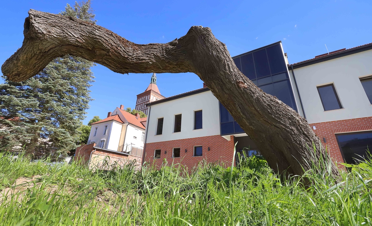 Co stało się z drzewem przy olsztyńskiej katedrze?