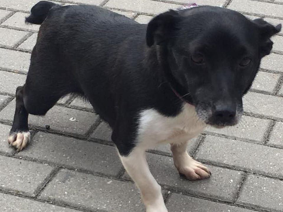 Luna - sunia do adopcji