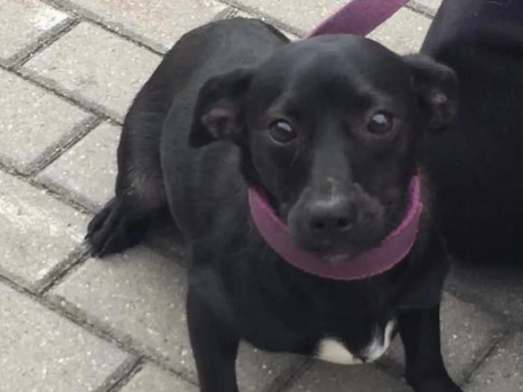 Maja - sunia do adopcji