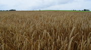 Żyto dobrym rozwiązaniem na trudne warunki