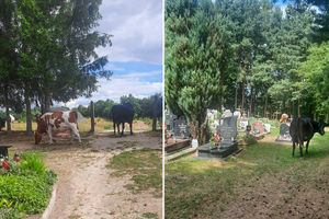 Krowy spacerowały po bartoszyckim cmentarzu. Policja prowadzi postępowanie